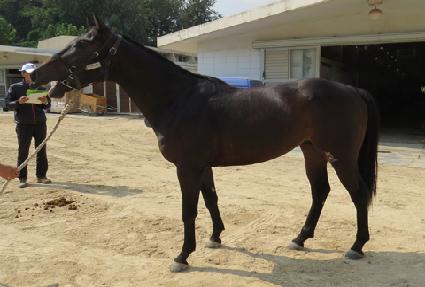 ����Ʈ���� ����