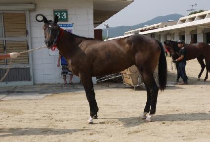 ����Ƽ�� ����