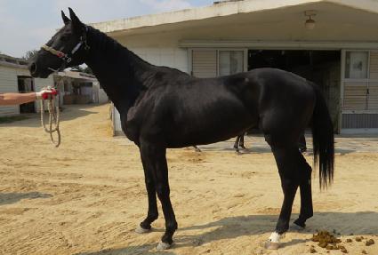 ������Ƽ ����