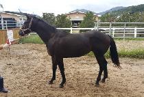 ������ (SHARP BELL) ����