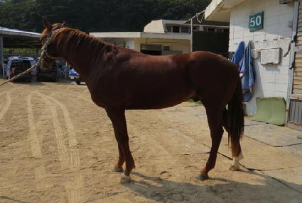 ����Į���� ����