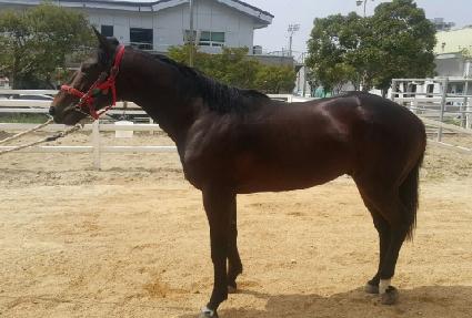 ��������ŷ ����