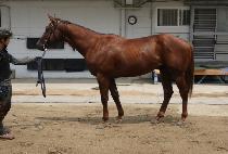 ��Ű�̽��� (LUCKY MISTER) ����