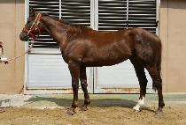 ����Ʈ���� (SUPER TRAIN) ����