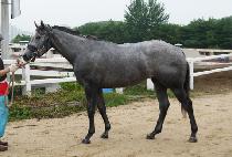 ƼŸ�Ͼ� (TITANIA) ����