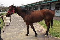 ������ζ� (DONGBANG AURORA) ����