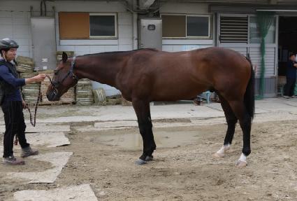 ���Ȳ ����