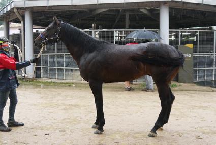 ��Ÿ�丣�� ����