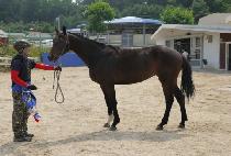 ������Ĺ (A.P. CAT) ����