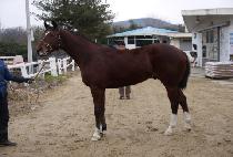 ���������� (GWANGYA POLICE) ����