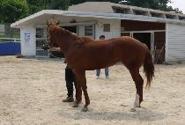 ��Ŀ�� (SOCCER QUEEN) ����