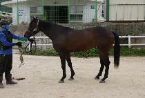 �ʼӵ��� (CHOSOK DOLPA) ����