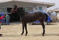 ������õ�� (JINGYEOGUI CHEONMA) ����