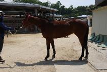 �帲���� (DREAM ROCKET) ����