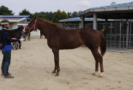 ���ƿ���� ����