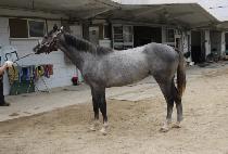 �����߳��� (NAEGA JAL NAGA) ����