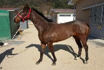 ����è�Ǿ� (GASOK CHAMPION) ����