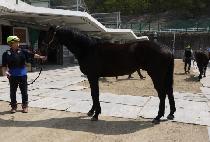 �Ŷ�ȭ�� (SILLA HWARANG) ����