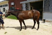 �����׸�Ʈ�� (EVERGREEN TREE) ����