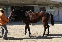 �Ͼ�ε鷹 (HAYAN MINDEULRE) ����