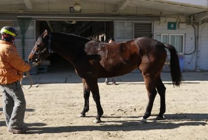 �Ͼ�ε鷹 ����