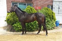 ���̽��Ͱ� (MEISTER GO) ����