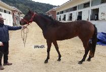 �̽��ö��� (SINGSING FLY) ����