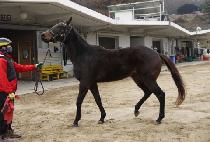 ��Ÿ��Ʋ (WIN TITLE) ����