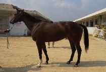 �Ӻ����� (SOKBO ONGJU) ����