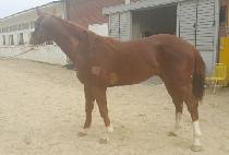 �и������� (MILLION WINNER) ����