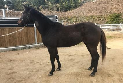 ���̾�����Ʈ ����