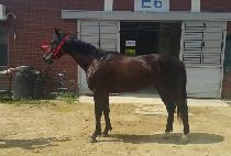 Ʈ����ŷ (TRIPLE KING) ����