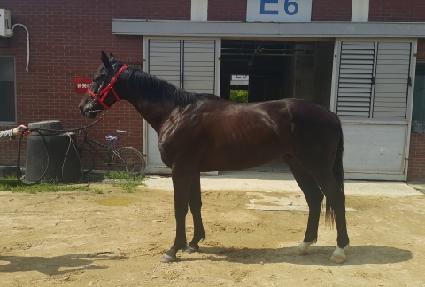 Ʈ����ŷ ����