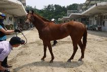 ����� (LEAD UP) ����