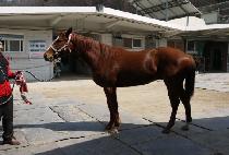 ��Ʈ����� (ULTRA ROCKET) ����