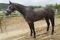 QUEEN STEALTH picture