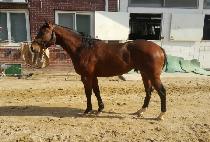 ���屺 (GANGJANGGUN) ����