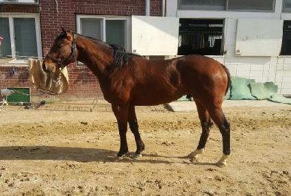 ���屺 ����