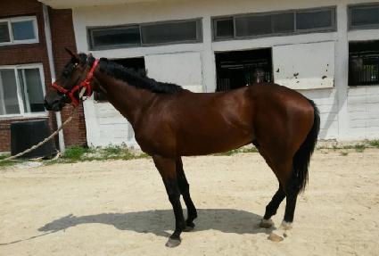 Ȳ�ݺ����� ����