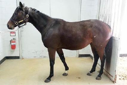 ���������� ����