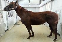 ����Ƽ����Ƽ (WHOOPTY WHOOPTY) ����