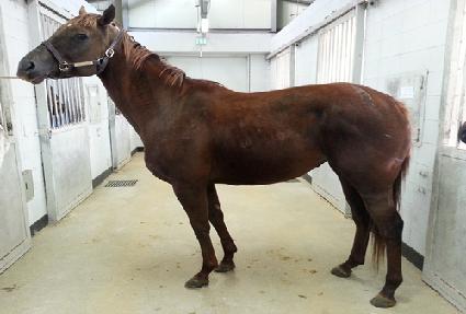 Ʈ�罺�ؾƳ� ����