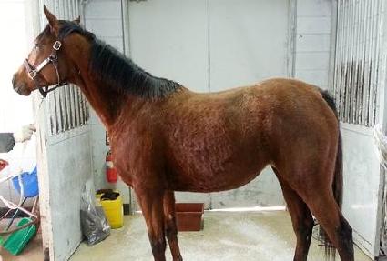 ���罺�³ʵ� ����