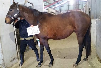 ���ž���Ʈ ����