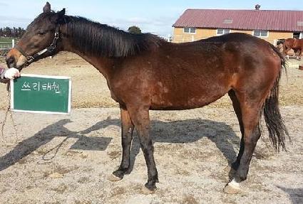 ����ŸŰ�� ����