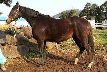 ����̵��ٸ� (TORNADO ALLIE) ����