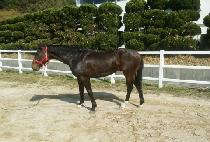 �ο�Ÿ�� (BUYEONG TOWER) ����