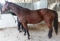 QUIET SECRET picture