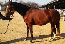 �н��׸� (PASTERICK) ����