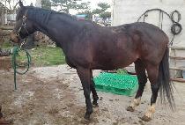 ��Ʋ��ù̽� (LITTLE DIXIE MISS) ����